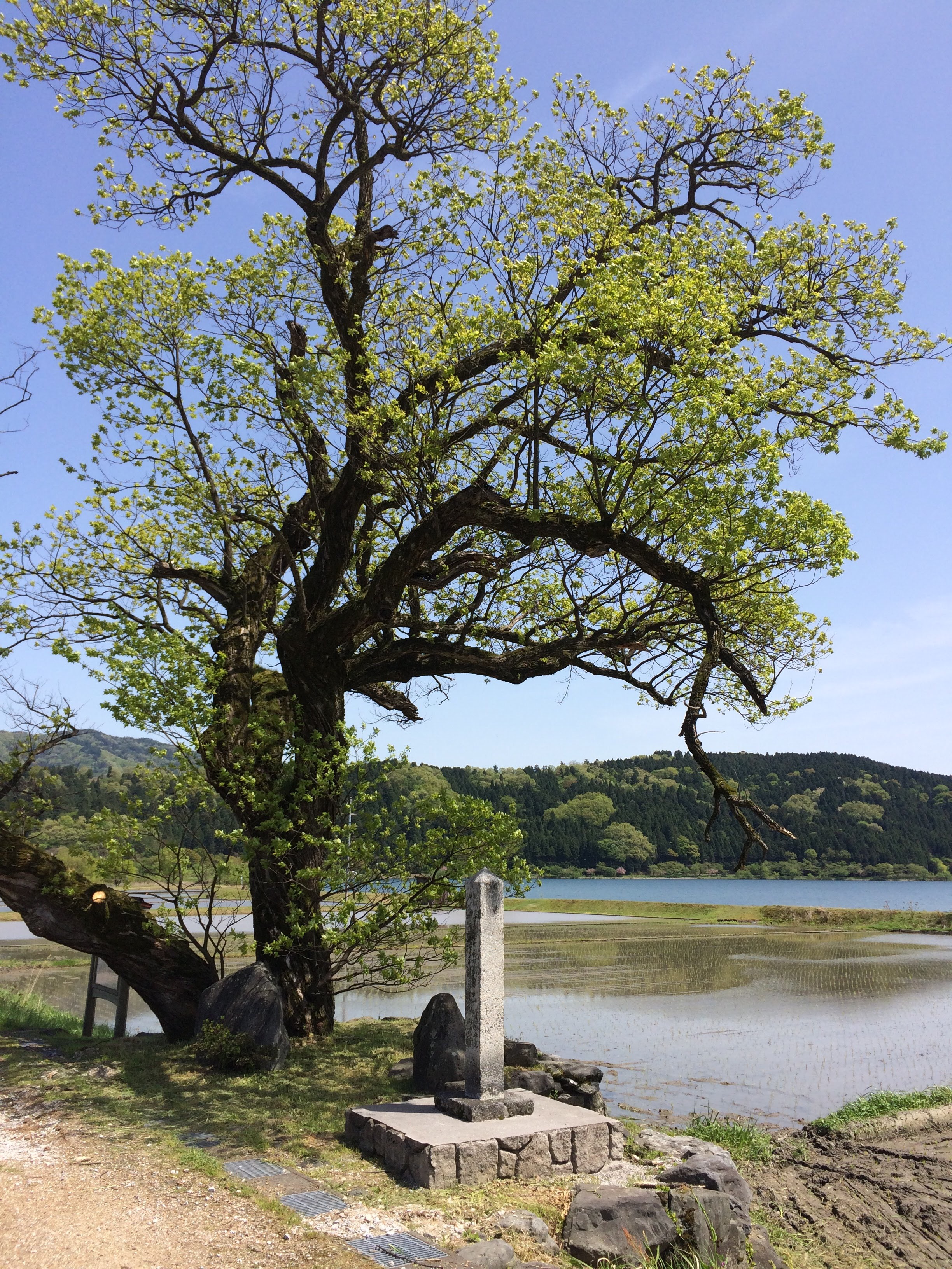 7a56d7a8-13aa-4199-958a-beb9640758a1-1